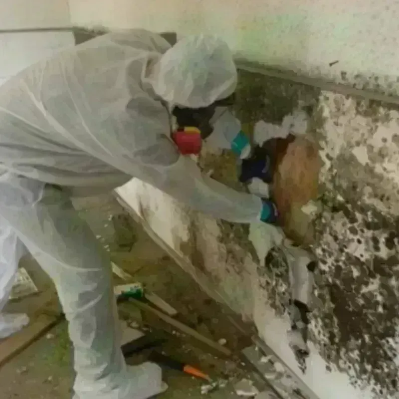 Mold Remediation and Removal in Seeley, CA